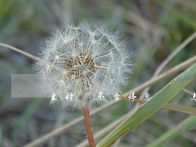 支付寶不肯停息掛賬怎么辦