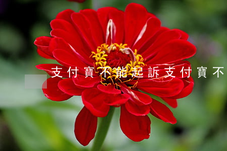 支付寶不能起訴（支付寶不能起訴）