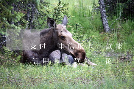 支付寶中信用卡還款能還花唄嗎-支付寶中信用卡還款能還花唄嗎怎么還