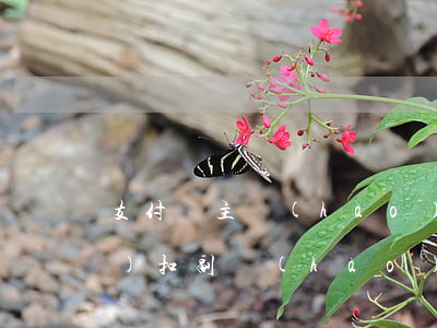 支付寶主號(hào)花唄逾期會(huì)扣副號(hào)的錢-支付寶主號(hào)花唄逾期會(huì)扣副號(hào)的錢嗎