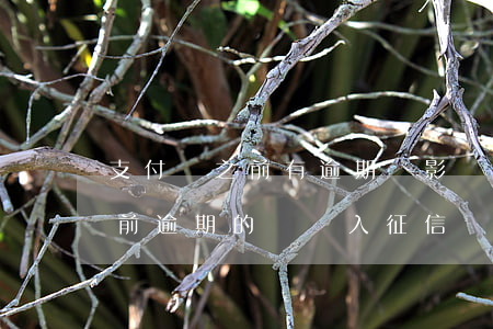支付寶之前有逾期會影響微粒貸嗎(支付寶以前逾期的還納入征信嗎)