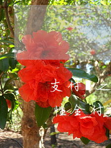 支付寶之前逾期了,現在還了,為什么還要一次性全付（支付寶逾期會要求全額還款嗎）