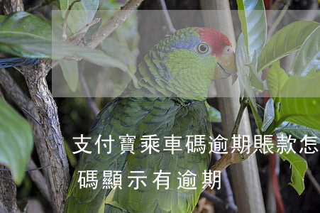 支付寶乘車碼逾期賬款怎么處理（支付寶乘車碼顯示有逾期）