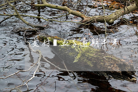 支付寶五千逾期半年