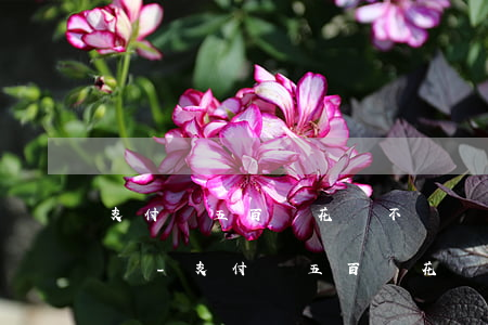 支付寶五百塊花唄不還會(huì)被起訴嗎-支付寶五百塊花唄不還會(huì)被起訴嗎知乎