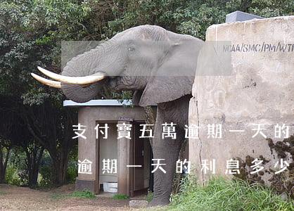 支付寶五萬逾期一天的利息多少(支付寶五萬逾期一天的利息多少)