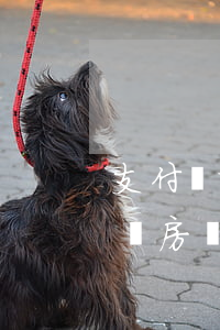 支付寶京東逾期-支付寶京東逾期影響以后買房買車嗎