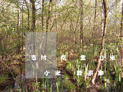 支付寶京東金條小米貸款逾期(支付寶京東金條小米貸款逾期)