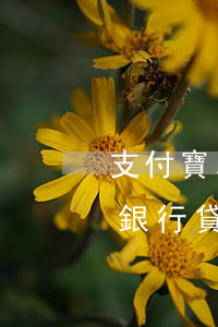 支付寶以前有小貸逾期(為什么支付寶有逾期銀行貸款還是可以貸款)