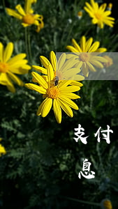 支付寶信用借逾期利息 支付寶信用借逾期利息