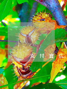 支付寶信用管理有網(wǎng)貸逾期