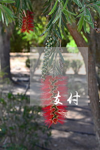 支付寶修復逾期以后