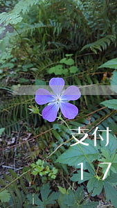 支付寶借唄2萬逾期(支付寶借唄2萬逾期117天會不會追究法律責任)