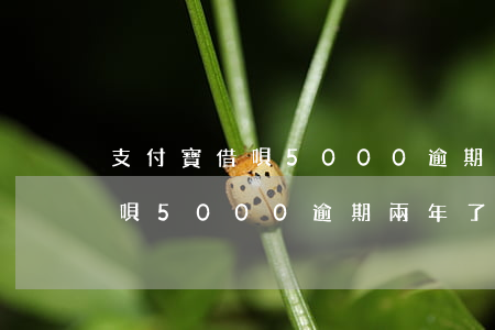 支付寶借唄5000逾期兩年了-支付寶借唄5000逾期兩年了怎么辦