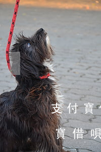 支付寶借唄5萬(wàn)逾期2年-支付寶借唄5萬(wàn)逾期2年了