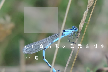 支付寶借唄6萬元逾期(借唄逾期六萬多會坐牢嗎)