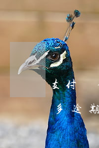 支付寶借唄一千八逾期一年(支付寶借唄一萬多逾期一年)