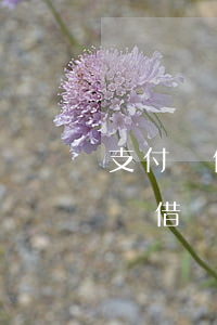支付寶借唄一萬逾期一個(gè)月-支付寶借唄一萬逾期一個(gè)月扣多少手續(xù)費(fèi)