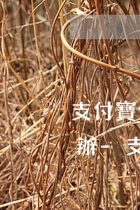 支付寶借唄不同意協(xié)商還款怎么辦-支付寶借唄不同意協(xié)商還款怎么辦呢