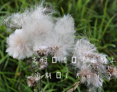 支付寶借唄不逾期上征信么(支付寶借唄沒有逾期會(huì)影響征信嗎)