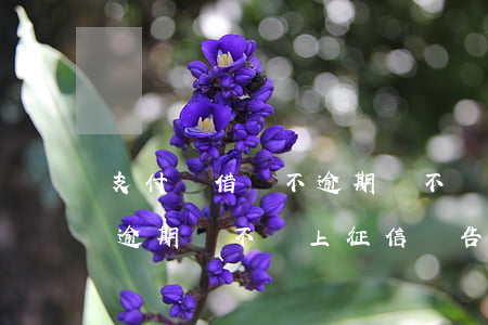 支付寶借唄不逾期會不會上征信(支付寶借唄逾期會不會上征信報告)