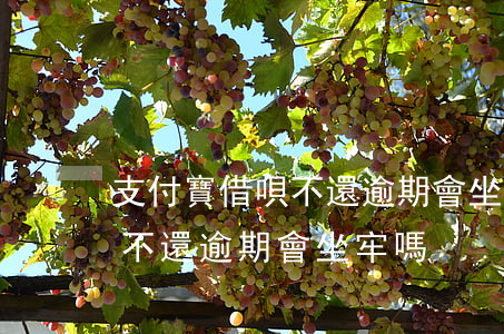 支付寶借唄不還逾期會坐牢嗎-支付寶借唄不還逾期會坐牢嗎