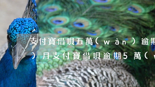 支付寶借唄五萬(wàn)逾期三個(gè)月(支付寶借唄逾期5萬(wàn))