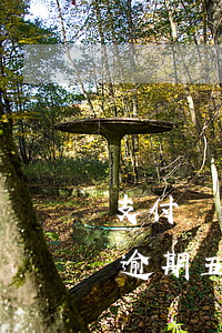 支付寶借唄五萬逾期四十天(螞蟻借唄了八萬逾期五個(gè)月)