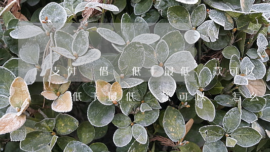支付寶借唄低于最低還款可以嗎-支付寶借唄低于最低還款可以嗎怎么還