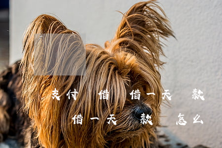 支付寶借唄借一天還款會怎么樣-支付寶借唄借一天還款會怎么樣嗎