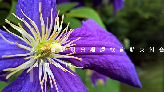 支付寶借唄分期還款逾期(支付寶借唄逾期怎么再分期)