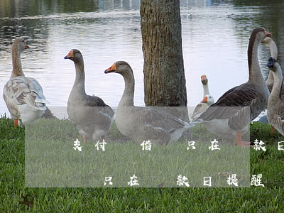 支付寶借唄只在還款日提醒還款-支付寶借唄只在還款日提醒還款可以嗎