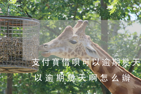 支付寶借唄可以逾期幾天啊-支付寶借唄可以逾期幾天啊怎么辦