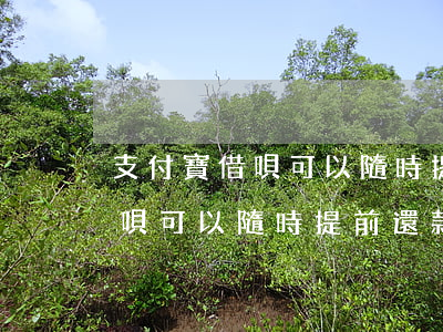 支付寶借唄可以隨時提前還款嗎-支付寶借唄可以隨時提前還款嗎安全嗎