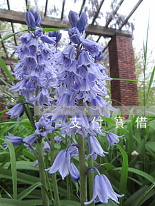 支付寶借唄和征信逾期有關嗎