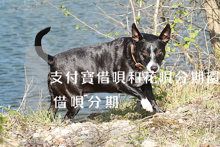 支付寶借唄和花唄分期還款方式-花唄分期 借唄分期