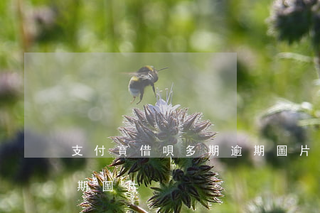 支付寶借唄多期逾期圖片(支付寶借唄多期逾期圖片)
