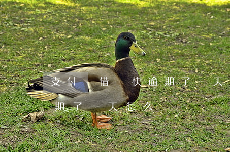 支付寶借唄快逾期了一天-支付寶借唄快逾期了一天怎么辦