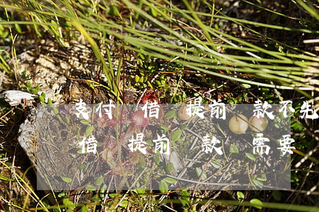 支付寶借唄提前還款不先還部分嗎-支付寶借唄提前還款還需要還利息嗎