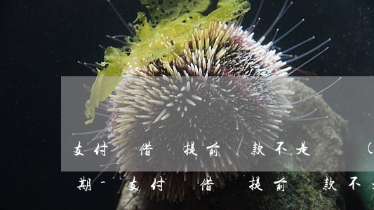 支付寶借唄提前還款不是還當(dāng)期-支付寶借唄提前還款不是還當(dāng)期嗎