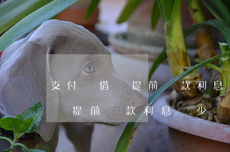 支付寶借唄提前還款利息減少嗎-支付寶借唄提前還款利息減少嗎是真的嗎