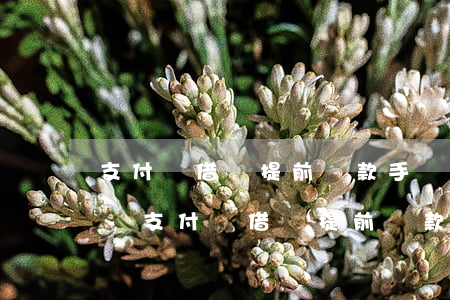 支付寶借唄提前還款手續(xù)費收多少-支付寶借唄提前還款手續(xù)費收多少錢