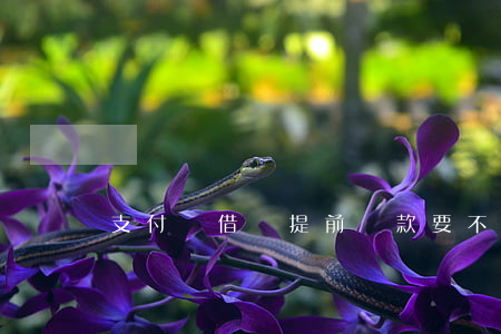 支付寶借唄提前還款要不要手續(xù)-