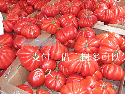 支付寶借唄最多可以欠多久(支付寶借唄一般多久還)