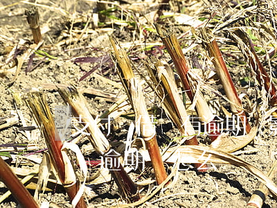 支付寶借唄有逾期會影響信用嗎-支付寶借唄逾期會怎么樣