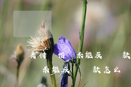 支付寶借唄未能及時還款怎么辦-支付寶借唄未能及時還款怎么辦呢