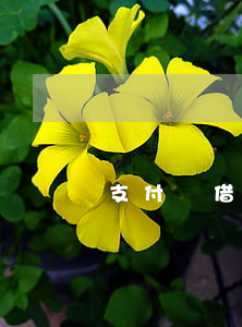 支付寶借唄欠10幾萬(借唄欠十萬)