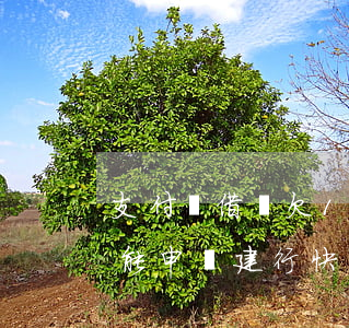 支付寶借唄欠12萬(支付寶借唄欠12萬還能申請建行快貸嗎)