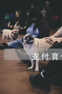支付寶借唄欠1萬(借唄欠兩萬)
