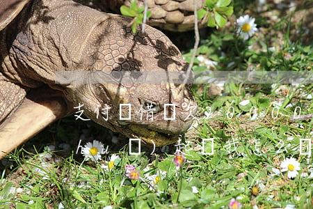 支付寶借唄欠20000逾期了他們說(shuō)起訴我怎么辦（支付寶借唄借了20000逾期）